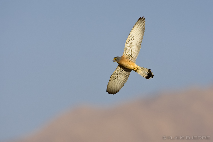 Lesser Kestrel_KBJ7890.jpg - Lesser Kester male - Eilat